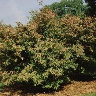 thumbnail for publication: Callicarpa japonica Japanese Beautyberry